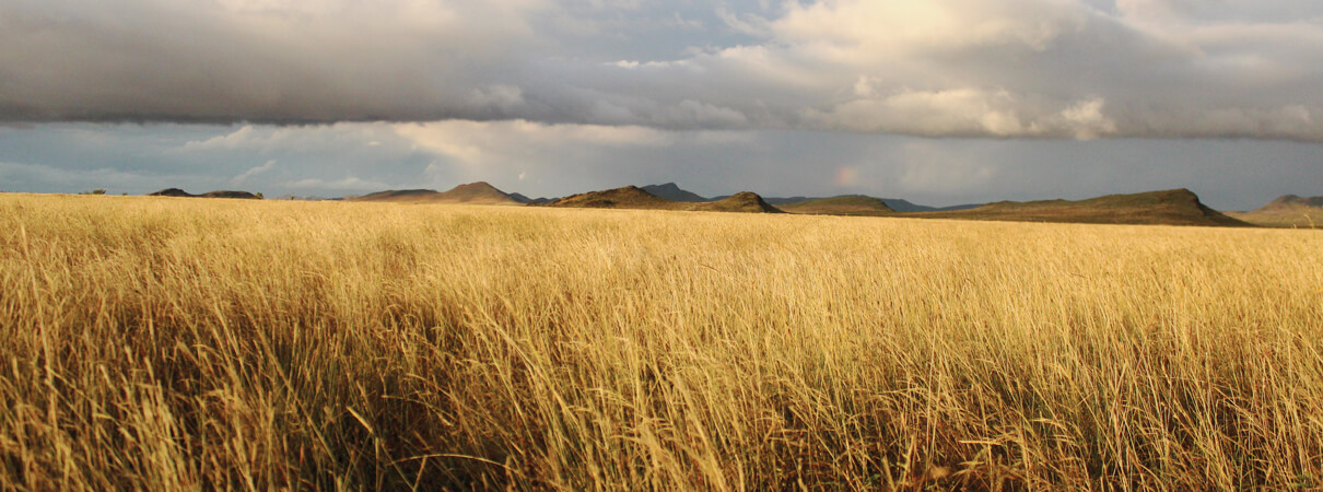 Restored grasslands on Coyamito Ranch in Chihuahua, Mexico. A different approach to cattle grazing has breathed new life into an area so essential for grassland birds. Photo by Lilia Vela