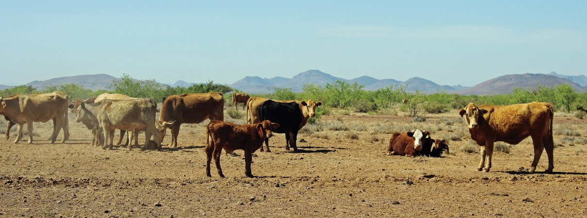 Traditional cattle management techniques and drought had eliminated wintering habitat for migrant grassland birds on the Coyamito Ranch, pictured here in February 2014. Photo by Pronatura Noreste