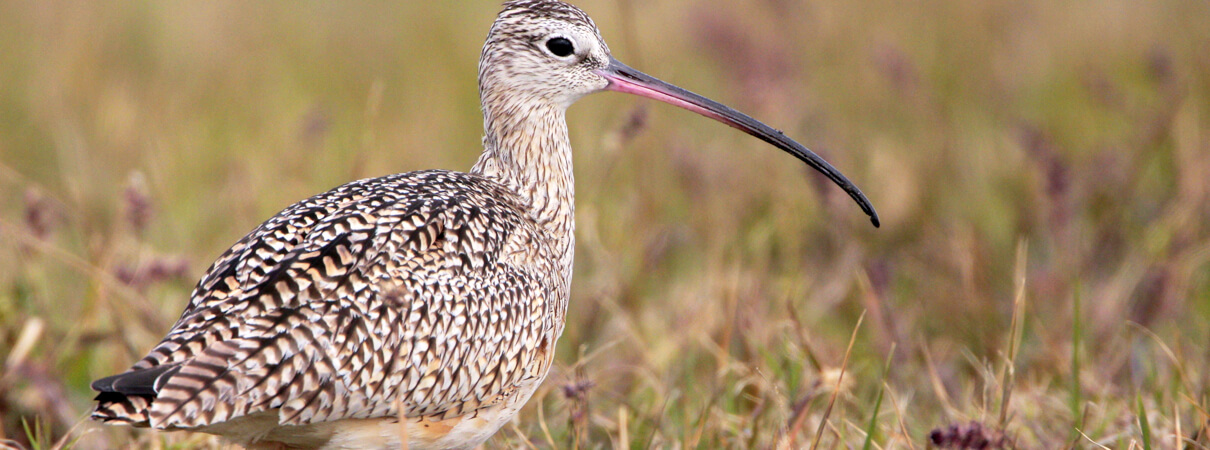 Rotational grazing has been around for decades, but research suggests that smart grazing can create the right habitat for birds such as Long-billed Curlew. Photo by Greg Lavaty