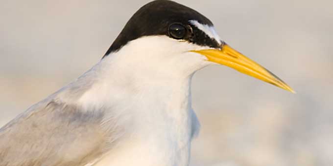 Help Beach-Nesting Birds