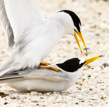 Least Terns, Stubblefield Photography/Shutterstock. Gulf Coast birds