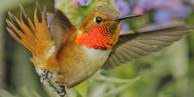 Support the Hummingbird Effect