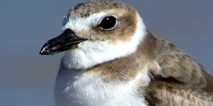 Help Beach-Nesting Birds