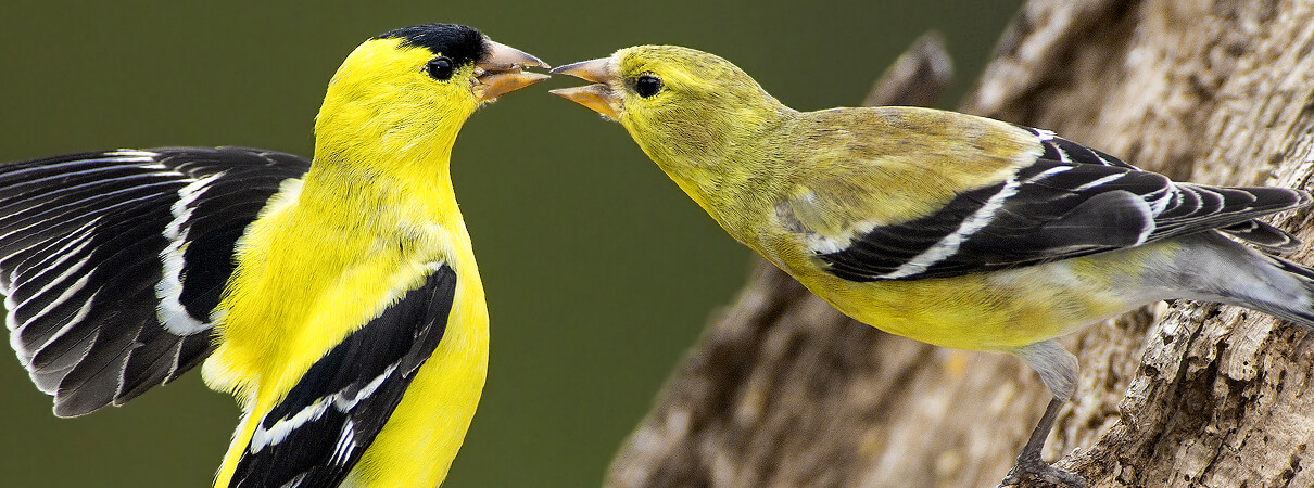 American Goldfinches, Gerald Marella/Shutterstock