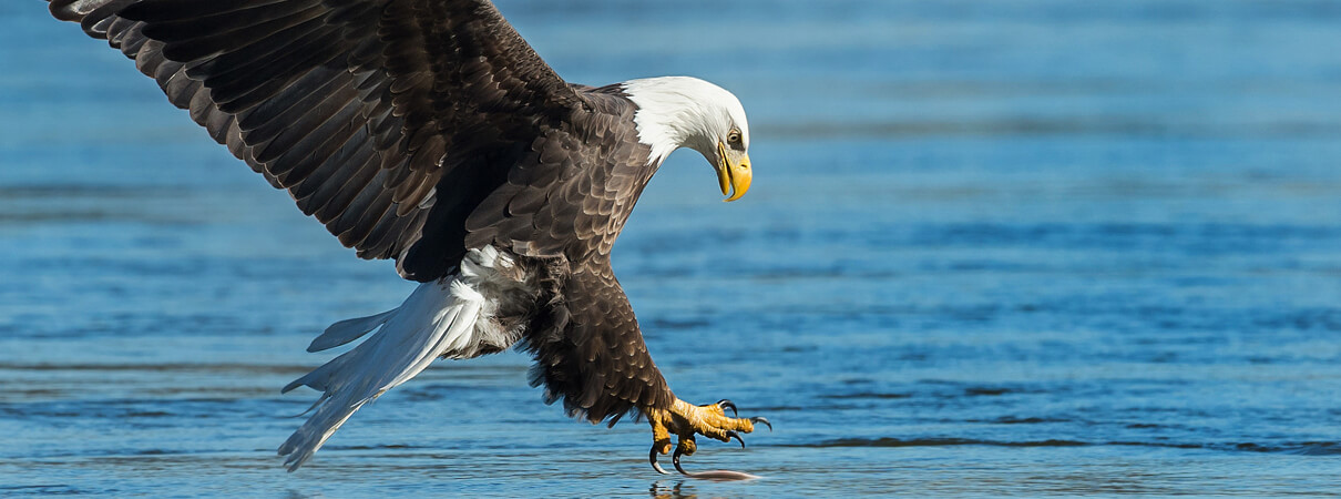 Bald Eagle, Collins93/Shutterstock