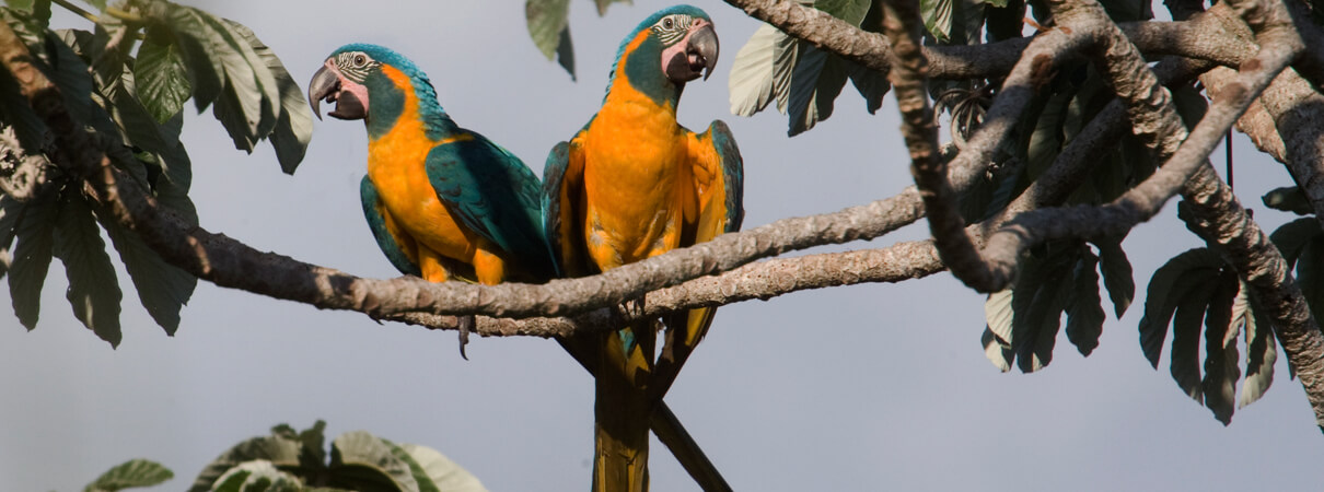 Blue-throated Macaws, Daniel Alarcon/Armonia