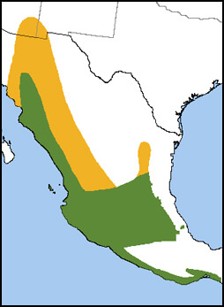 Broad-billed Hummingbird Map, NatureServe