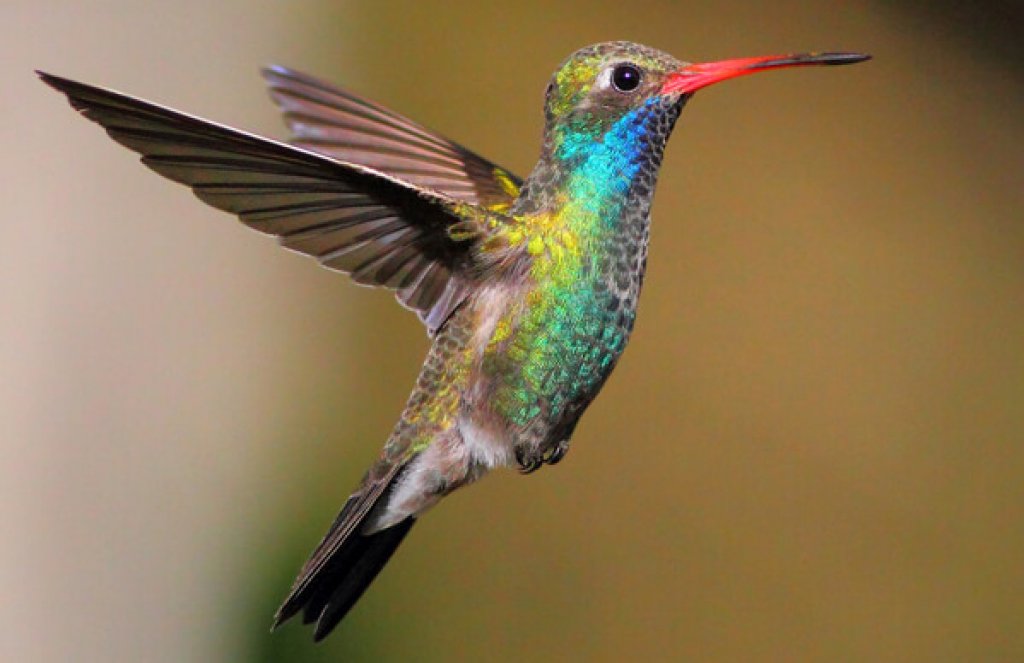 Broad-billed Hummingbird by Greg Homel, Natural Elements Productions