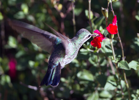Broad-billed Hummingbird, Martha Marks