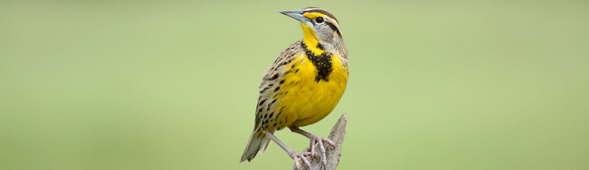 Eastern Meadowlarks and other grassland birds depend on healthy prairie habitat to survive. Photo by Gualberto Becerra/Shutterstock