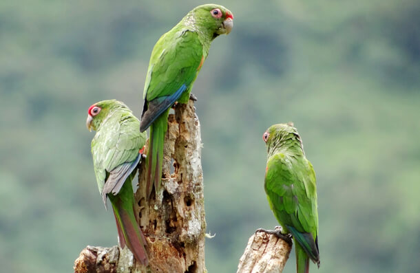 El Oro Parakeets are among the rare species protected at the Buenaventura Reserve. Photo by 