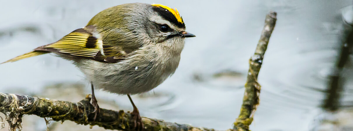 Golden-crowned Kinglet, Paul Reeves Photography/Shutterstock