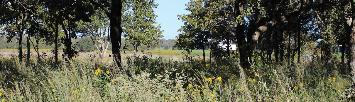 In areas that were historically grasslands with scattered trees, the Grassland Restoration Incentive Program can help landowners remove understory vegetation to ensure those ecosystems meet the needs of the birds and butterflies that reside there. Photo by Jon Hayes