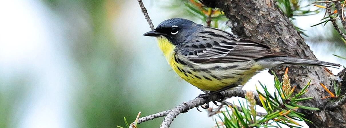 Kirtland's Warbler, Joel Trick/USFWS