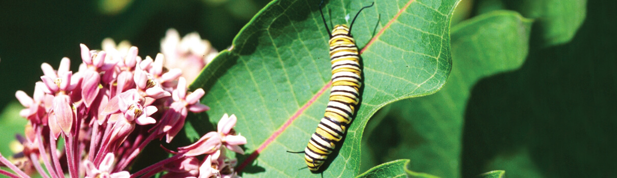 Monarch butterflies are in trouble, and damage to prairies is a big culprit as crucial milkweed plants are displaced by intensive farming. Photo of monarch caterpillar by Steven Katovich, USDA Forest Service/Bugwood.org