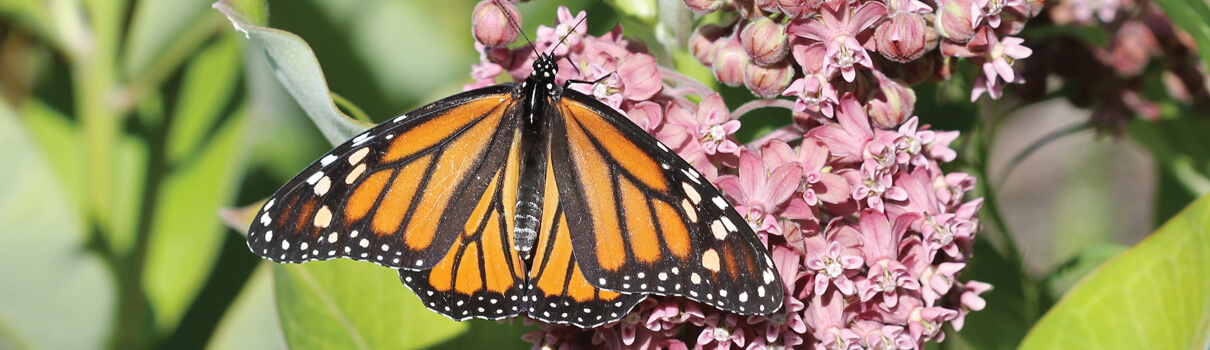 What benefits the birds also benefits other creatures, including the monarch butterfly (pictured here on milkweed). Photo by Rob Routledge, Sault College/Bugwood.org