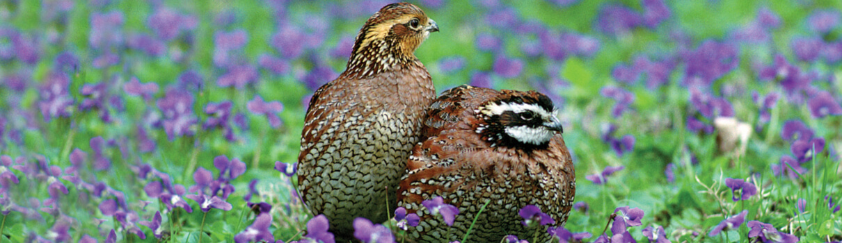 The number of Northern Bobwhites has dropped by as much as 57 percent in the last 10 years in the Oaks and Prairies ecoregion. Photo by Gary Kramer/National Fish and Wildlife Foundation
