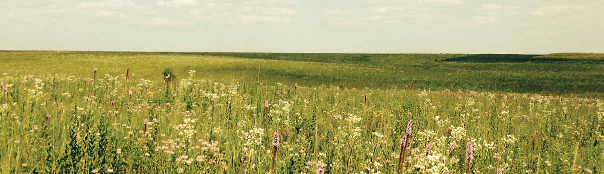Prairie grasses and flowering plants flourish following a prescribed burn. Photo by Jon Hayes