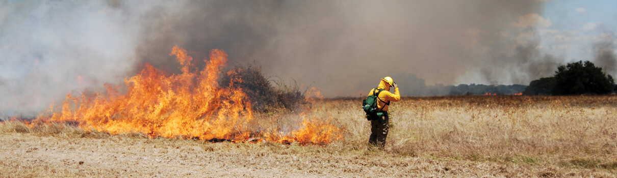 Prescribed burning is one of the most cost-effective habitat management tools in grassland ecosystems. Here a Texas Parks and Wildlife Department burn crew member lights a fire during a prescribed burn operation. Photo by Jon Hayes