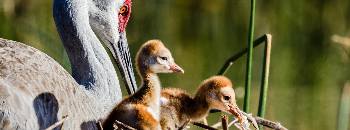 Sandhill Crane and chicks, Jo Crebbin/Shutterstock