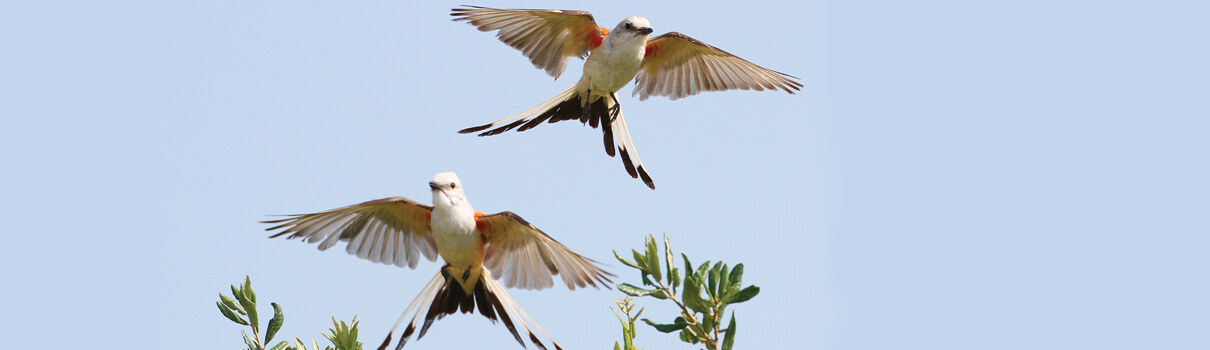 Scissor-tailed Flycatchers are among the many bird species that benefit from the GRIP program. Photo by Ken Slade