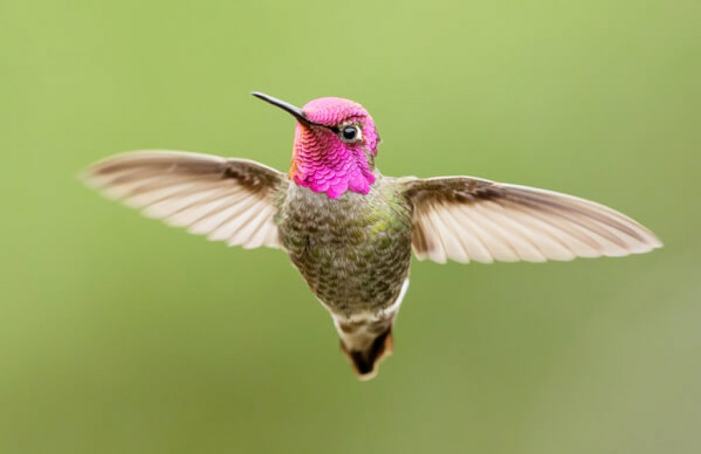 Anna’s Hummingbird by Keneva Photography, Shutterstock