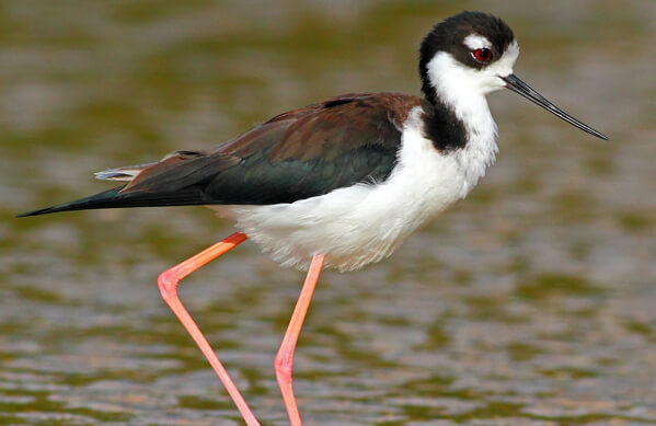 Black-necked Stilt - American Bird Conservancy