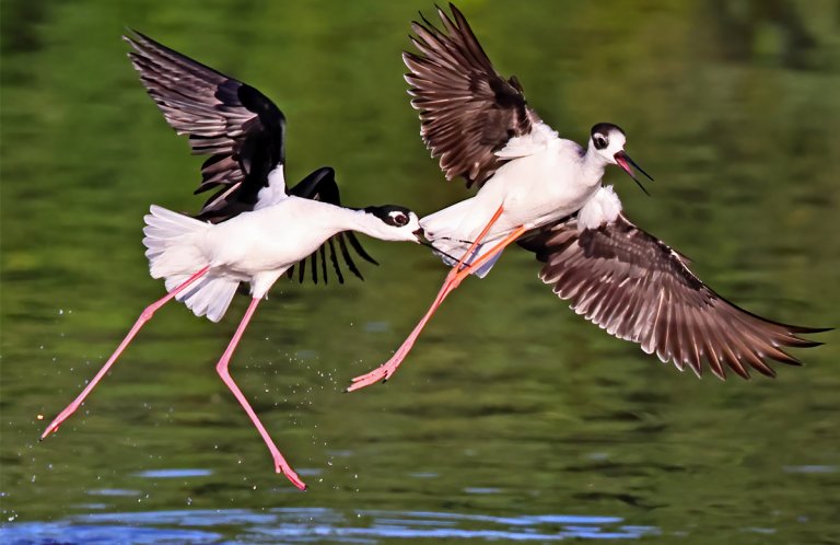 Black-necked Stilts by Greg Homel, Natural Elements Productions