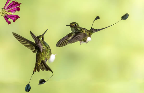 Booted Racket-tails, Richard Seeley, Shutterstock