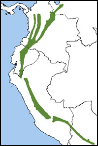 Collared Inca Map, NatureServe