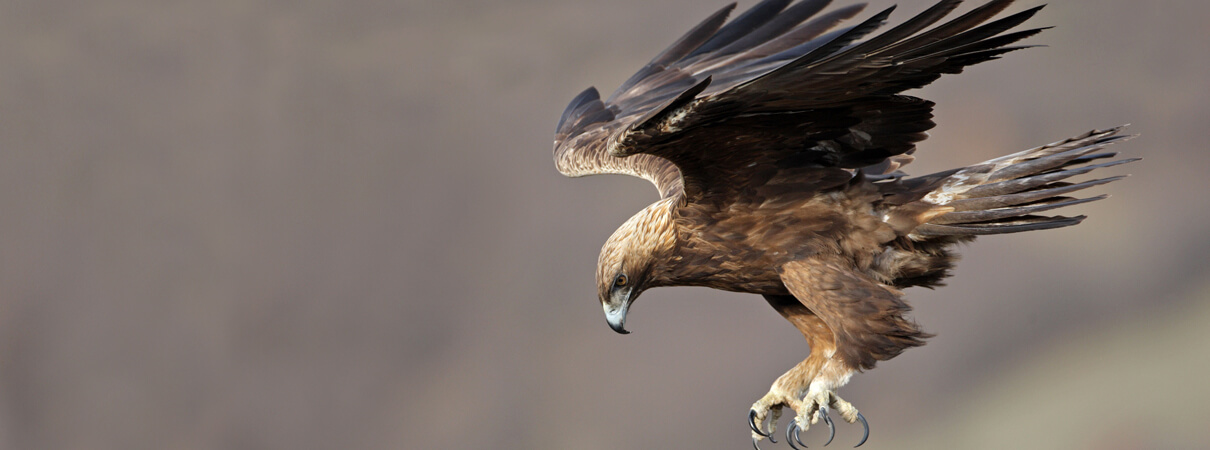 Golden Eagle, Emil Enchev/Alamy Stock Photo