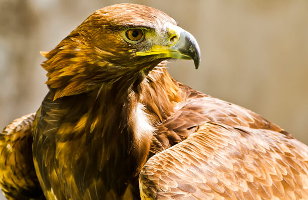 Endangered Golden Eagles are at serious risk under a proposed new eagle-management plan.