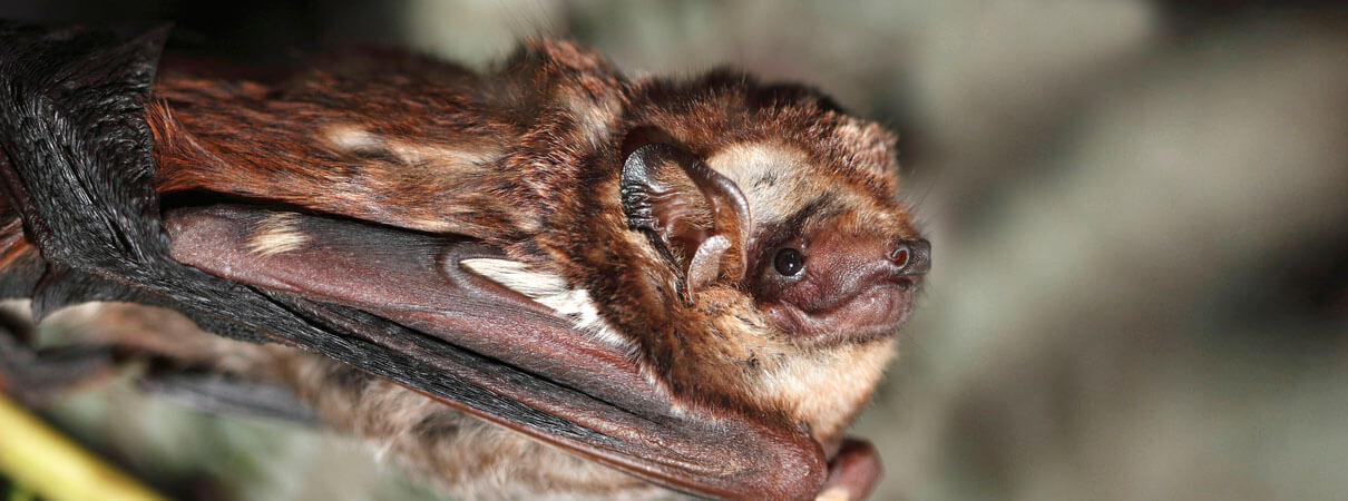 Hawaii Hoary bat, Jack Jeffrey