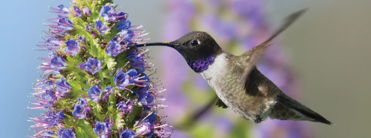 Black-chinned Hummingbird, sumikophoto/shutterstock