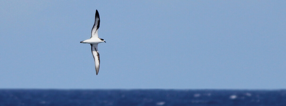 The Hawaiian Petrel was once Hawai‘i's most abundant seabird, but is now listed as endangered under the federal Endangered Species Act. Cameron Rutt