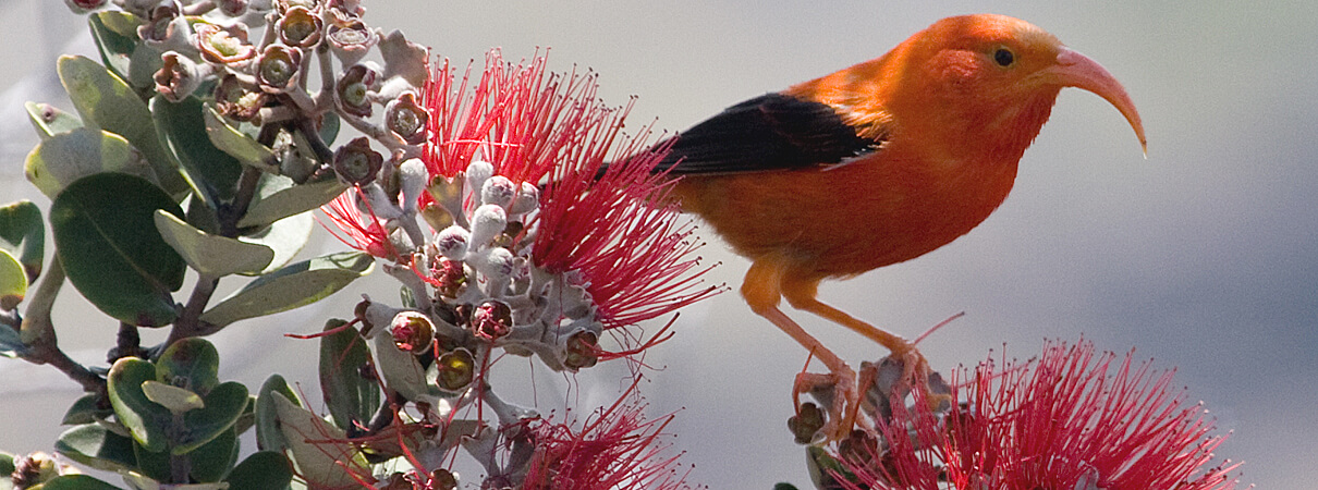 Other Hawaiian birds such as the 'I'iwi may become endangered if their 'ohi'a habitat continues to disappear. Photo by Robby Kohley