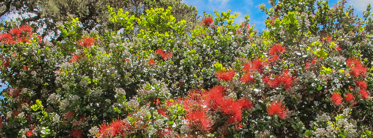 The 'ohi'a tree and its bright lehua flower are precious to the Hawaiian people; even plucking the flower from the tree is taboo in accordance with Hawaiian folklore. Photo by Chris Farmer