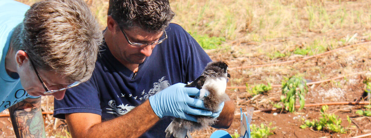 Marilou Knight, left, and Robby Kohley, both of Pacific Rim Conservation, measure and weigh each Hawaiian Petrel chick before placing it in its new burrow at Nihoku. Ann Bell/U.S. Fish and Wildlife Service