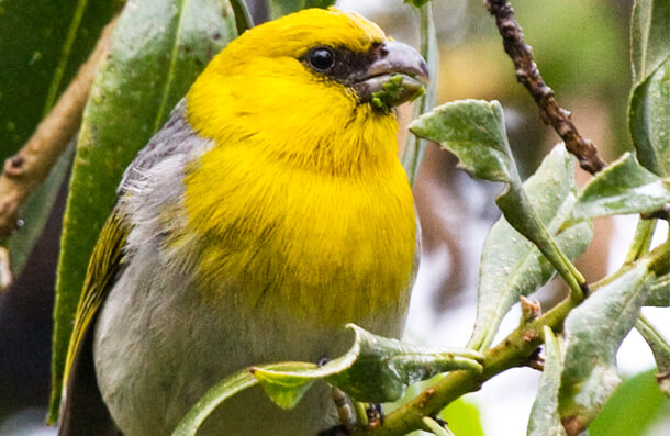 Species under Endangered Species Act protection: Palila (Photo by Robby-Kohley)