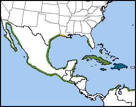 Reddish Egret Map, NatureServe