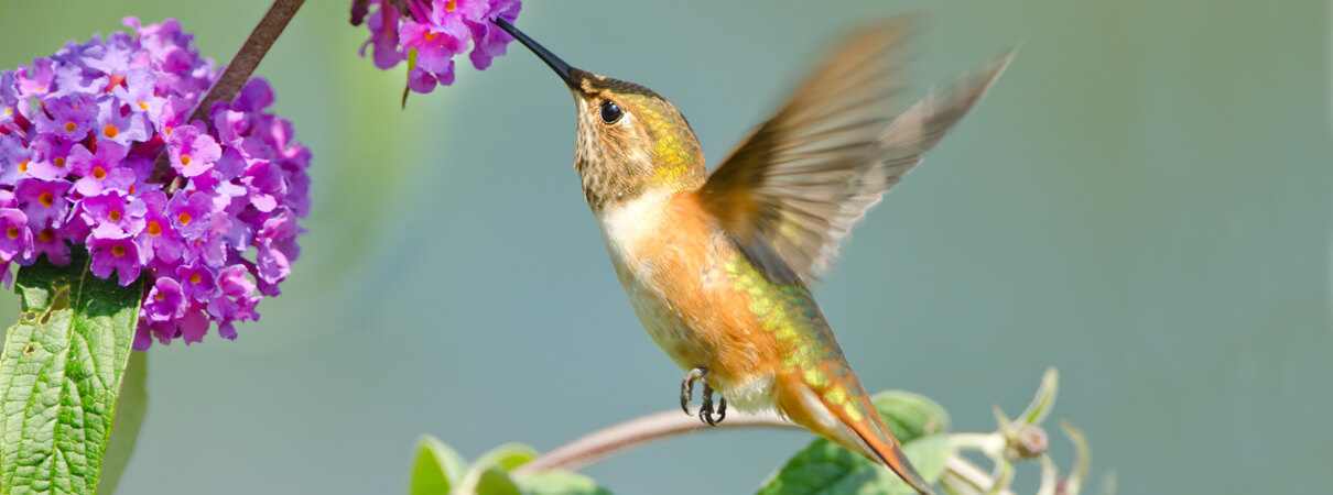 Female Rufous Hummingbird, Birdiegal/Shutterstock