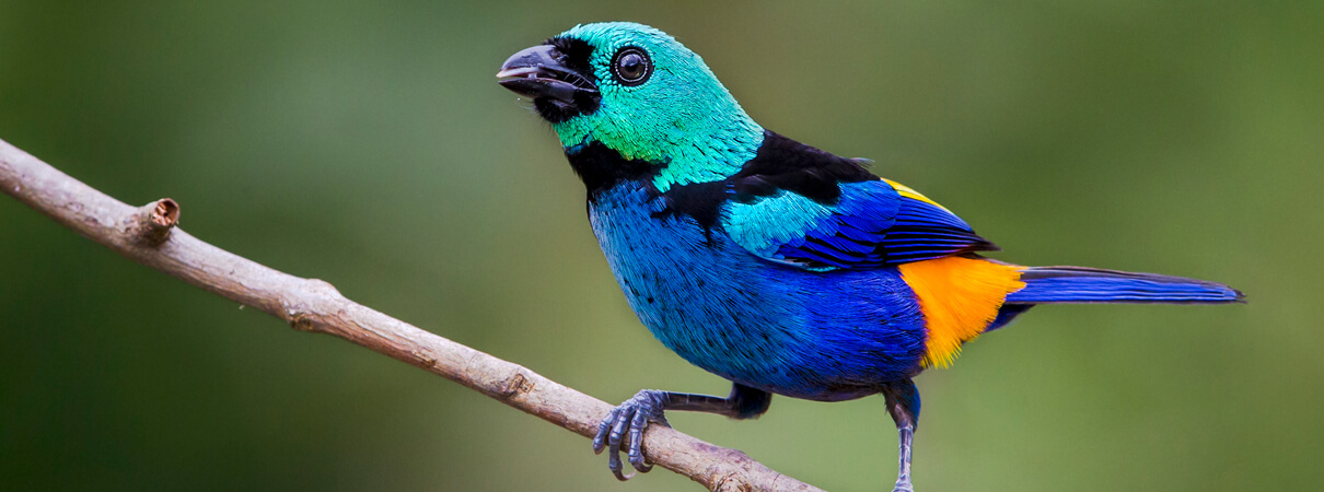 Seven-colored Tanager, Thiago Abdo Costa Calil