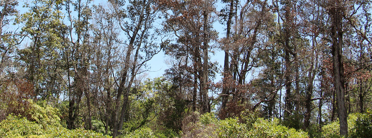 On Hawaii's Big Island, thousands of ohia trees are dying of an aggressive plant disease known as rapid ohia death. J.B. Friday/University of Hawaii