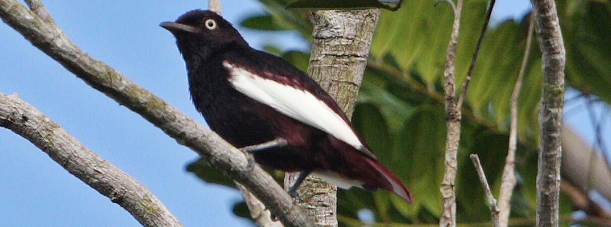 White-winged Cotinga, Ciro Albano