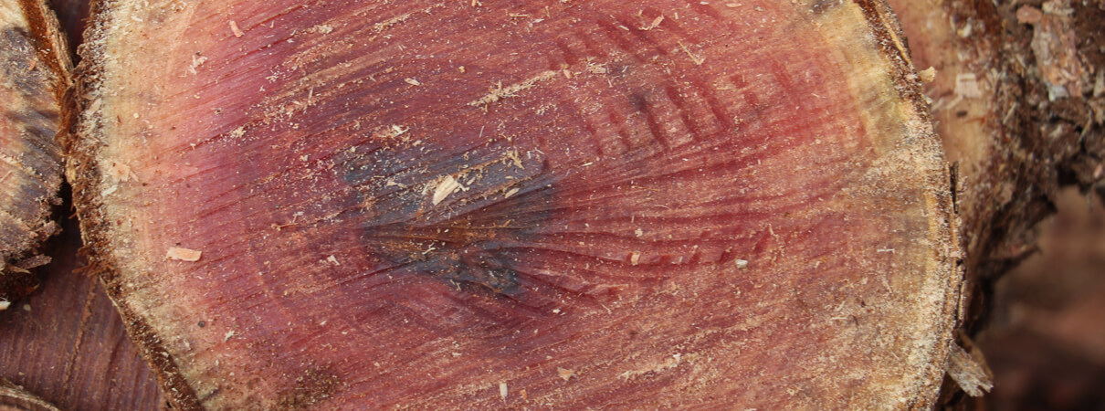 The wood of infected trees shows dark stains. Photo by J.B. Friday/University of Hawai'i 