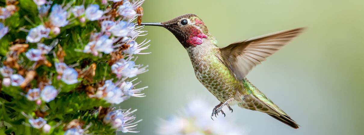 Anna's Hummingbird, Johanna van de Woestijne