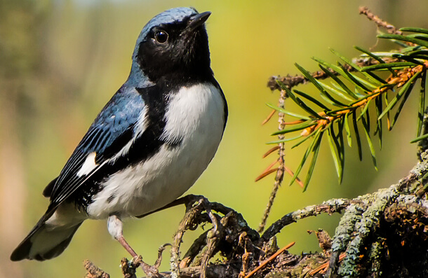 Black-throated Blue Warbler is one of many species at risk.
