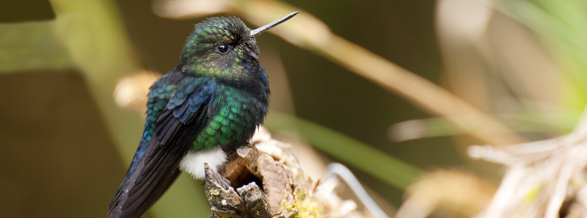 Black-breasted Puffleg, Murray Cooper