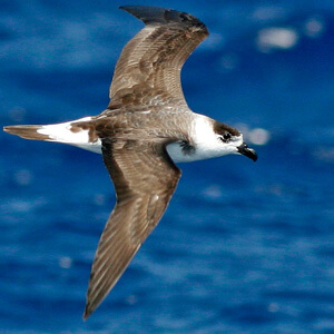 Black-capped Petrels are an endangered species found in the Caribbean