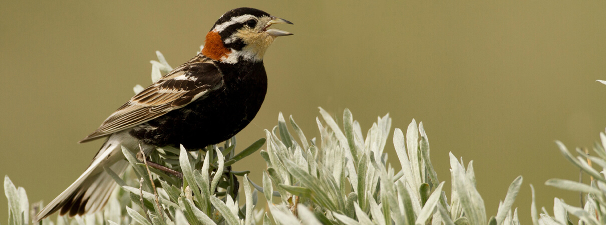 Grassland songbirds such as the Chestnut-collared Longspur are among the species that are in urgent need of conservation, according to the 2016 State of the Birds report. Photo by All Canada Photos/Alamy Stock Photo